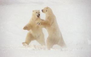 polar-bear-nature_1620776c